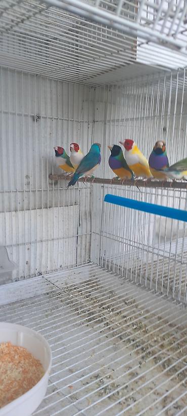 ov iti satilir: Amadin qulda cavan cute hazir quslar 250 azn bala veren cutler 300 azn — 2