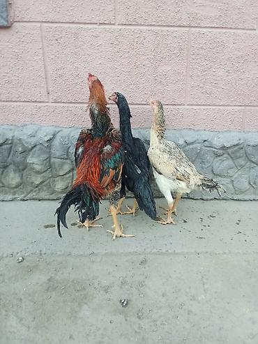 кошка британская вислоухая: Продаю | Куры | Для разведения — 3