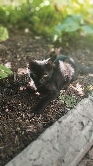 купить кошку бишкек: Отдам двух милых котятв добрые любящие руки!!! Мальчик и Девочка — 2