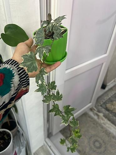 аглаонемы: Коллекция комнатных растений в горшках: - Аглаонема «Рэд» — 6