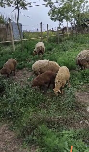 İtlər: Qoyun sürüsü – müxtəlif rəng və yaşda heyvanlar - Təsvir: Şəkildə