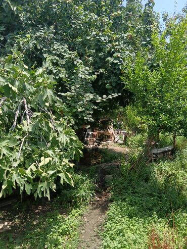 masazir bina: 4 sot, Tikinti, Mülkiyyətçi, Kupça (Çıxarış)