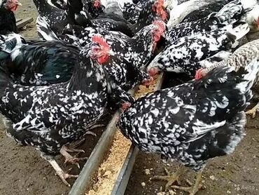 куры: Инкубационное яйцо австролорп чёрно пестрый и борковская