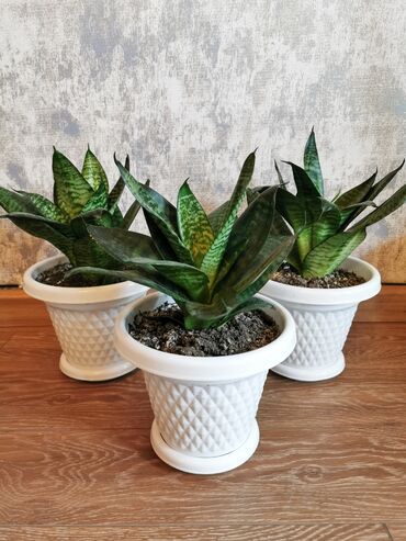 Комнатные растения: Sansevieria mini. Qabla birlikdə satılır. Boyu yerdən 30 sm-dir. Çox