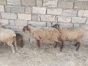 qala cinsi qoyun satilir: Salam tam saglam heyvanlar satilir qoyun quzu keci cepis qoc kime ne — 4