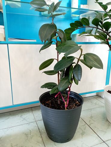 продажа кухонного гарнитура бу: Фикус эластика (каучуконосный) в горшке. - Высота растения около