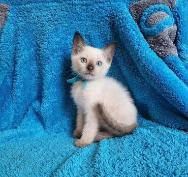 персидский кот: Продаётся чистокровные тайские котята 3 месяца, здоровые, игривые,к