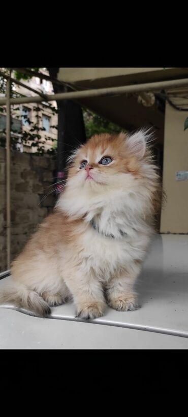 британская кошка купить: Золотая британская шиншилла мальчик 14 март родился готов к переезду