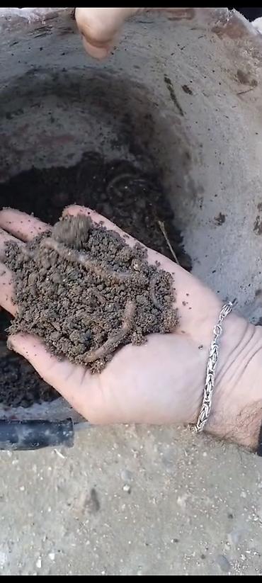 ev bitkiləri: Canlı torpaq qurdları – bağçılıq və balıqçılıq üçün - Məhsul: Canlı — 1