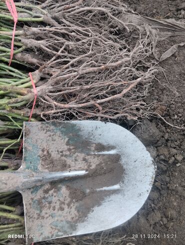 Садовые цветы и кустарники: Саженцы цветка: Розы — 10