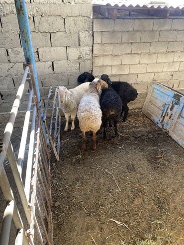 овцы гиссары: Продаю | Баран (самец)