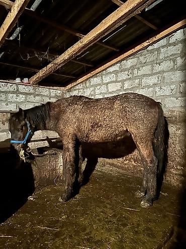 Лошади, кони: Продаю | Кобыла (самка), Конь (самец), Жеребенок | Полукровка | На забой, Для разведения, Для молока — 14