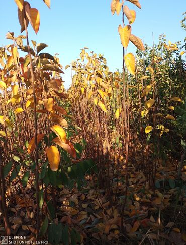 Şitillər: Meyvə tingləri satışdadır və sağlam zəmanətli sifariş verə bilərsiz -da lalafo.az — 8 Şitillər: Meyvə tingləri satışdadır və sağlam zəmanətli sifariş verə bilərsiz — 8