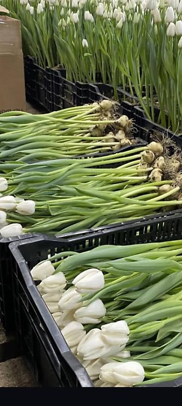 Букеты из живых цветов: Тюльпаны с собственной теплицы - Срезанные свежие тюльпаны прямого at lalafo.kg — 14 Букеты из живых цветов: Тюльпаны с собственной теплицы - Срезанные свежие тюльпаны прямого — 14