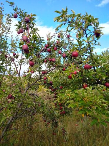 Яблоки: Яблоки — 13