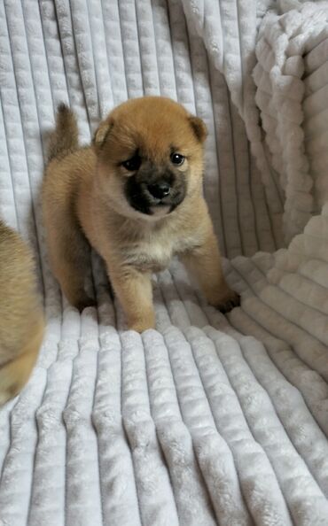 лысая собака: Продаются щенки породы японской сиба ину, в помете 5 щенков, остались