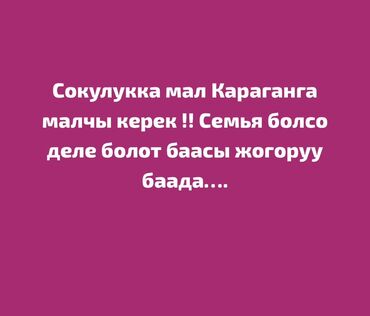 работа на ферме: Требуется Пастух, Оплата Ежемесячно, Обучение