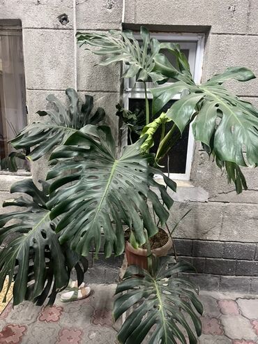детский двухярустный кровать: Монстера делициоза (Monstera deliciosa) в горшке - Крупное взрослое