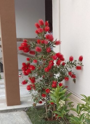 Şitillər: Qazon satışı enli yarpaq danimarka toxumuyla əkilmə qazon satışını -da lalafo.az — 15 Şitillər: Qazon satışı enli yarpaq danimarka toxumuyla əkilmə qazon satışını — 15