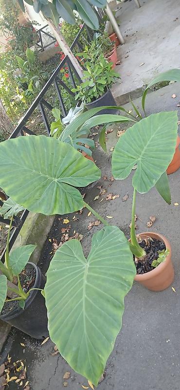 bitki guli: Filodendron “Plowmanii” (aroid) – böyük yarpaqlı dekorativ otaq — 6