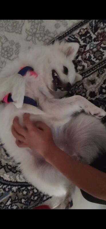 İtlər: Şpitz, 6 ay, Dişi, Peyvəndli, Ünvandan götürmə