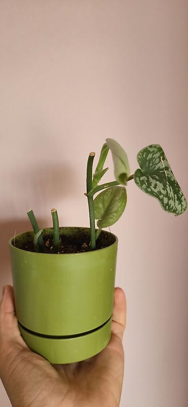 алоэ вера купить: Scindapsus exotica. Parlaq yarpaqlı, baxımı rahat ve tez böyüyen — 7