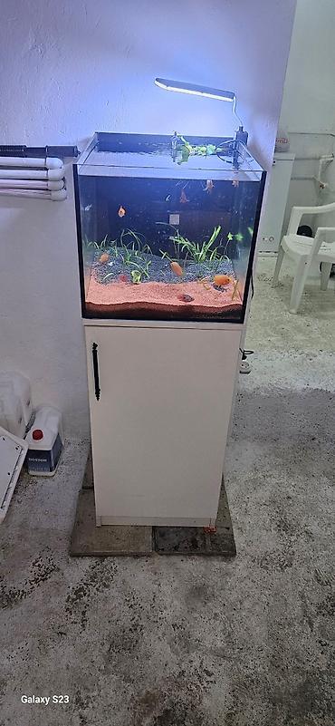 Akvariumlar: Dördbucaq akvarium, Boş, 1 l, Pulsuz çatdırılma — 2