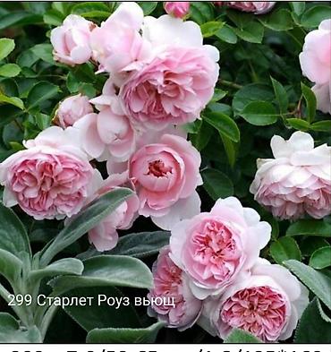 Rose saplings: Кустовые розы — сорта: - Э Шропшир Эд (№534): густомахровые — 11