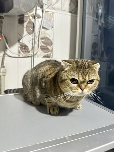 купить кошку: Отдам в добрые руки 🙏🏻 Шотландская вислоухая кошка 3года at lalafo.kg купить кошку: Отдам в добрые руки 🙏🏻 Шотландская вислоухая кошка 3года