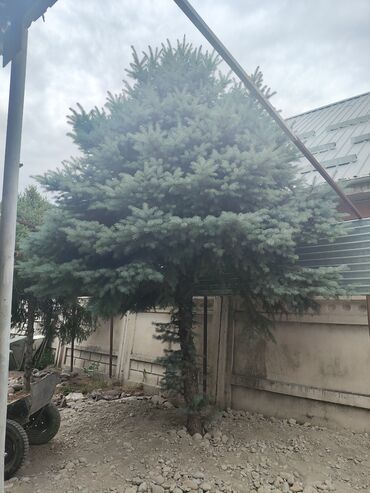 експарсет урук: Көчөттөр дарактардын: Карагайлар, Өзү алып кетүү
