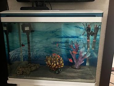akvarium filterleri: Hazır Akvarium Satılır (Tam Dəst) Hər bir şeyi daxil, ideal — 1