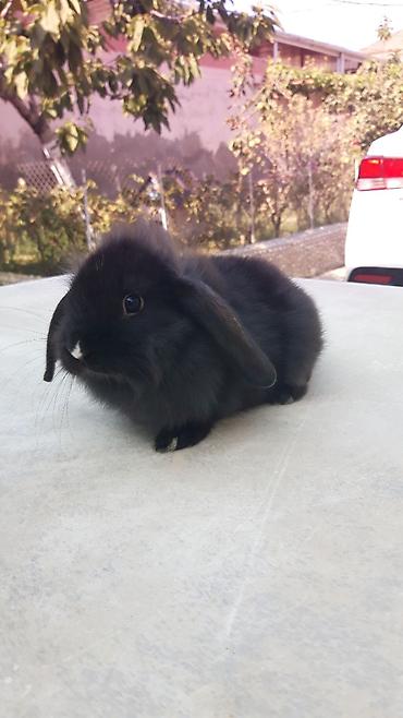 imisli yemi: Təmiz qan mini lop-15man.Rənqlər-açiq boz,şinşilla,qara — 6