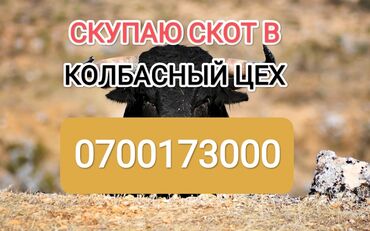 саан уй токмок: Сатып алам | Уйлар, букалар, Жылкылар, аттар | Бардык шартта, Союлган, Союуга, этке