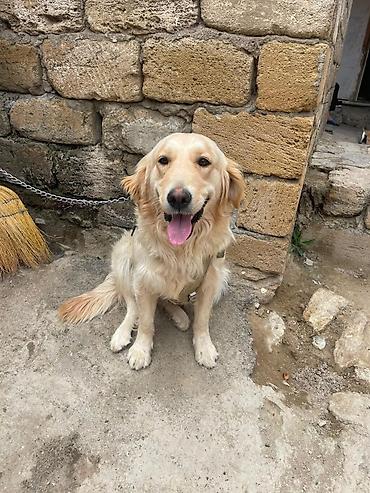 pitbul gence: Retriever, 1 il, Dişi — 1