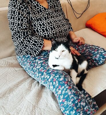 купить вислоухого котенка в бишкеке: Мышык бекер берилет: Породасыз, 4 жаш, Эркек, Курттардан тазаланган