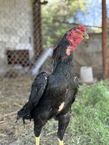 черная курица: Продаю | Петух | Бойцовая, Дакан | Для разведения
