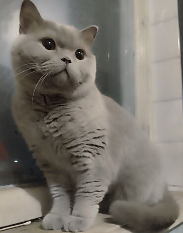 миниатюрные кошки: Шотландская кошка в заботливые руки в спокойную семью без детей