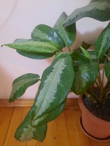 Удобрения: Aglaonema
Çatdırılma var