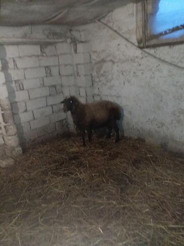 Qoyunlar, qoçlar: Sağlamdı 2ci qarına qoça gəlib. Ünvan Novxanı — 7