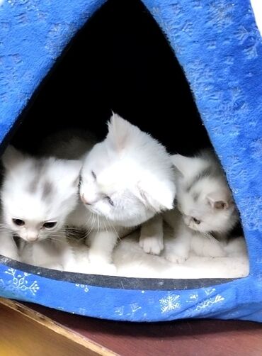 Коты: Котенок порода Турецкая ангора возраст 2 мес, есть мальчик и девочка