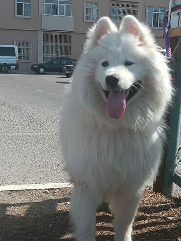 çoban it: Samoyed, 1 il, Erkek, Sənədli, Ünvandan götürmə, Pulsuz çatdırılma, Ödənişli çatdırılma