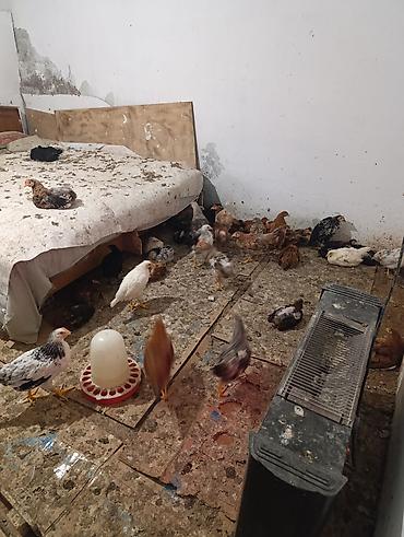 K/t heyvanları və malları: Toyuq cücələri, Damazlıq — 10