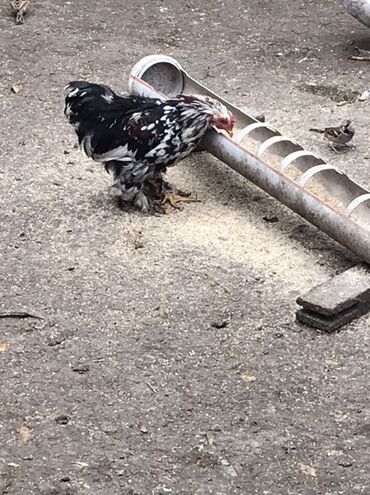 Toyuqlar: Toyuq, Damazlıq — 6