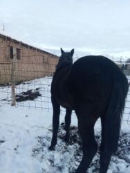 продажа домашних животных: Продаю | Жеребенок | Полукровка | На забой, Для разведения | Племенные