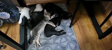 ищу котят: Отдам в добрые руки! Котята домашние. К лотку приучены, в еде не — 7