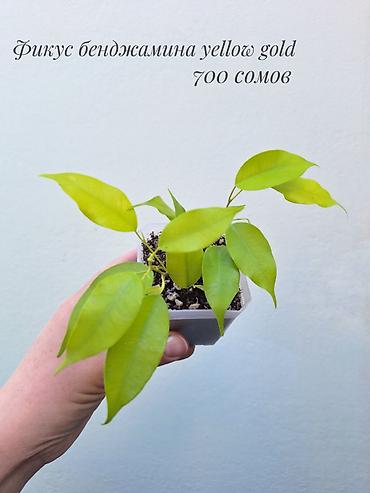 фикус: 🪴 Фикусы разных сортов в продаже. 🌿 Названия сортов и цены указаны на — 6