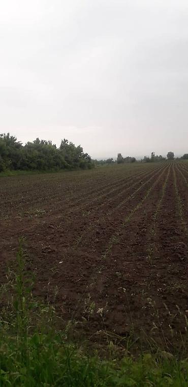 Другие сеялки: Продается кукурузная сеялка — 7