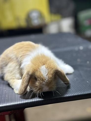 dovşan satılır: Mini Lop (asqılıqulaq) balaları - Cins: Mini Lop (asqılı qulaqlar — 8