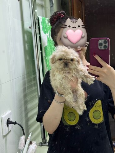 французский бульдог бишкек: Pekines