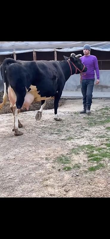 Inəklər, öküzlər: Südlük inək və balası - Cins: qara‑ağ (Holştin tipli) süd istiqamətli — 19